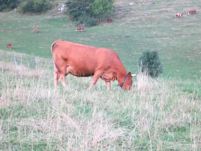 Montmin Cow in Annecy France Alps