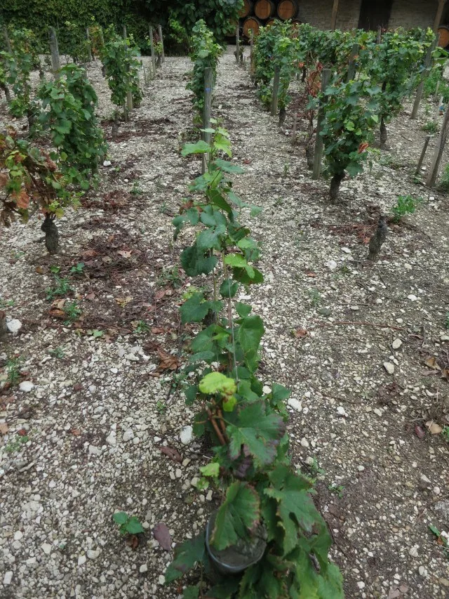 City Grape Vines in Beaune Burgundy France