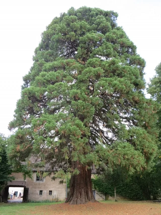 Sequoia Tree in Burgundy France