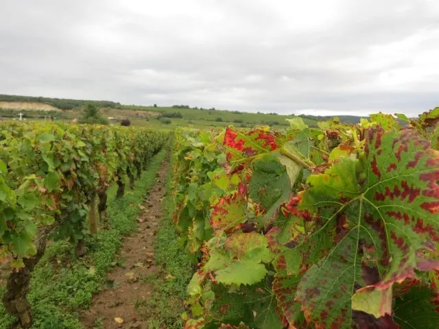Ripening Vines in Burgundy France