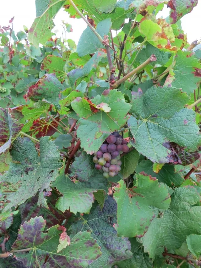 Grapes on the Vine in Burgundy France