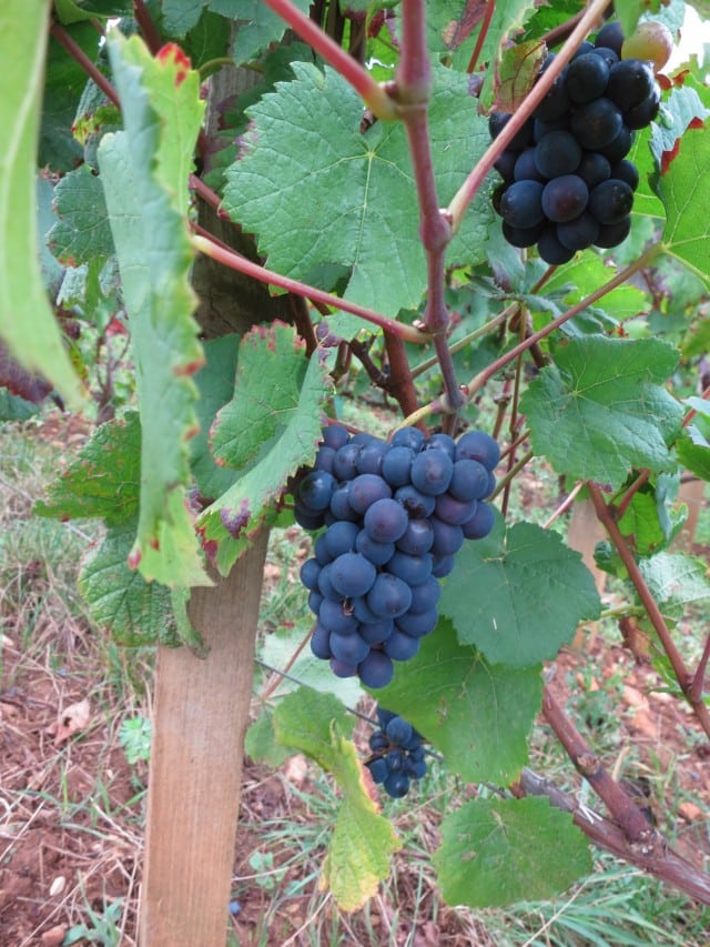 More Grapes on the Vine in Burgundy France