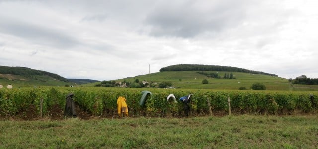 Vine Posts in Burgundy France