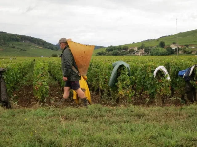 Burgundian Harvester in Burgundy France
