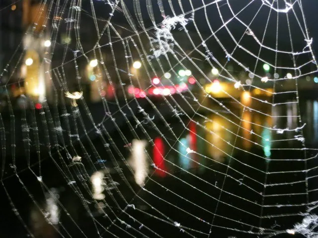 Saône Lights through a Spider Web Lyon France