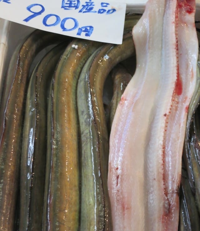 Eel at Tsukiji Market in Tokyo Japan