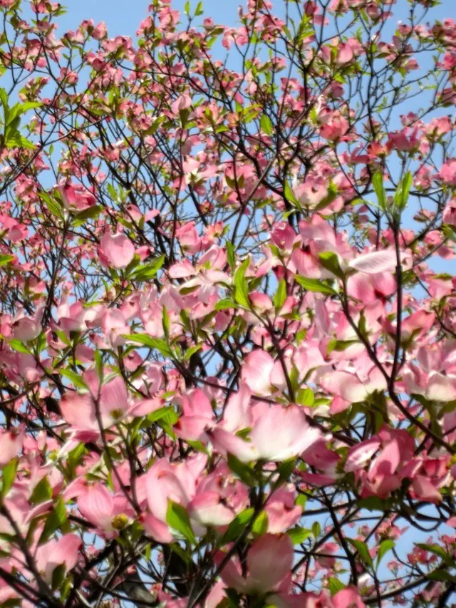 Sokura Cherry Blossoms in Tokyo Japan