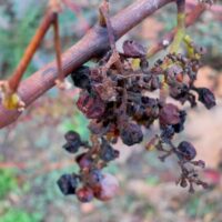 Grapes on the Hershey Harrisburg Wine Trail