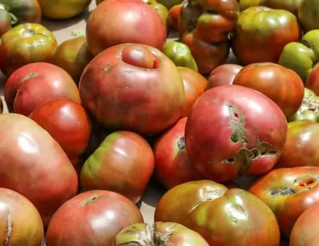  Ugly Heirloom Tomatoes at Headhouse Farmer's Market in Philadelphia Pennsylvnia