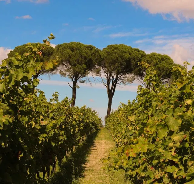 Vines and Umbrella Pines in Basilicata Italy