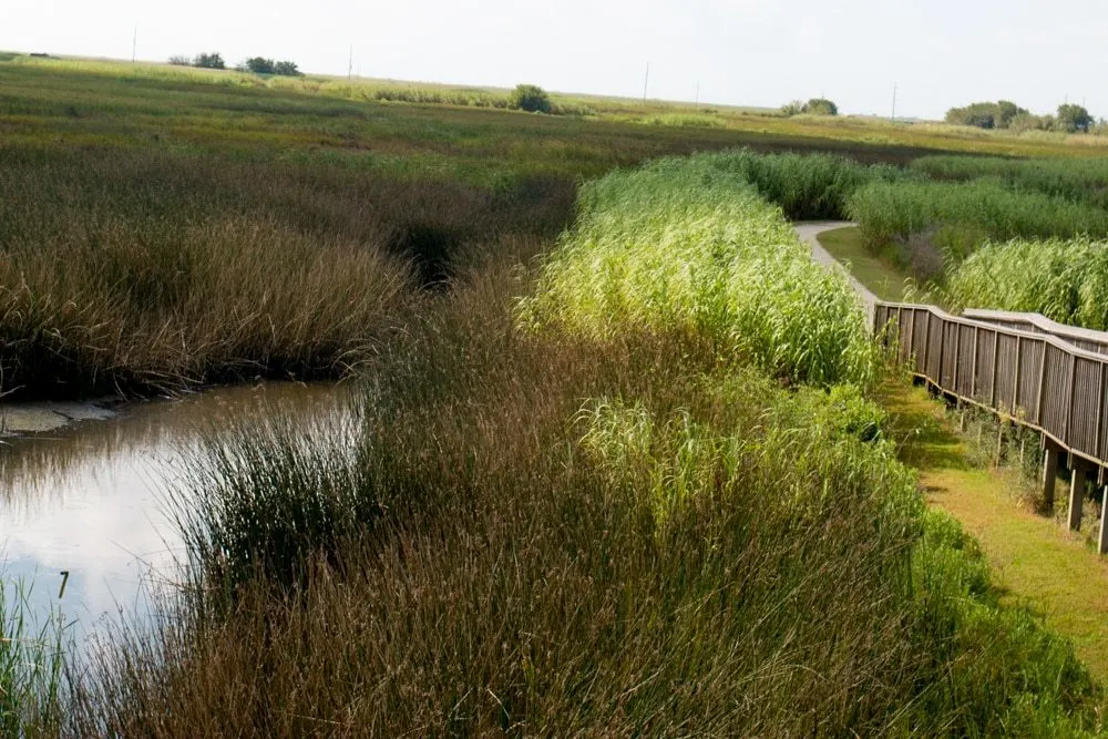 Wetland Walkway at the Sabine National Refuge in Lake Charles Louisiana
