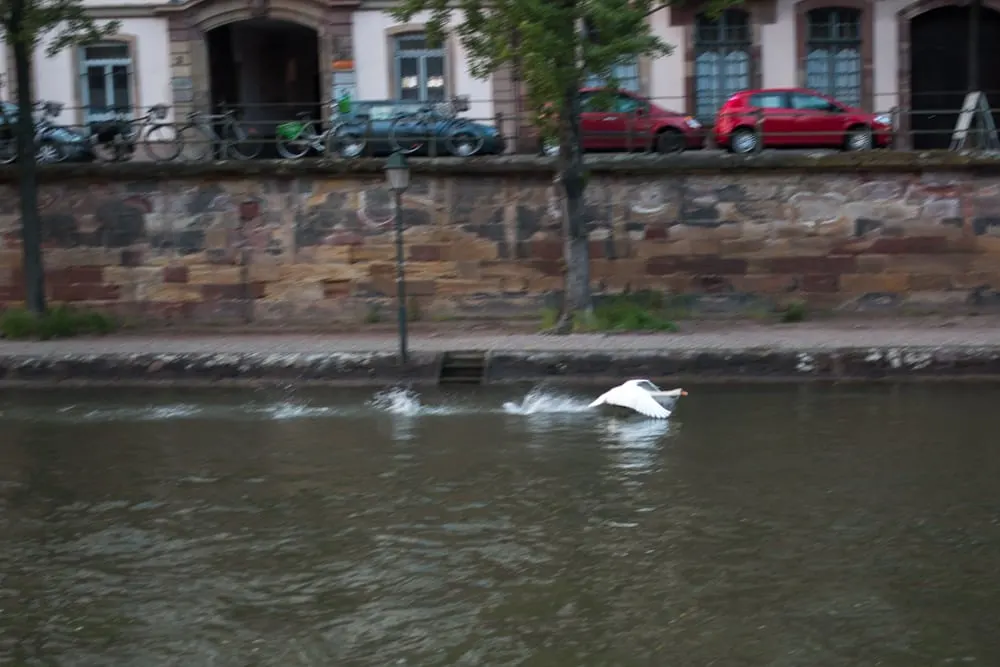 Swan in Strasbourg France