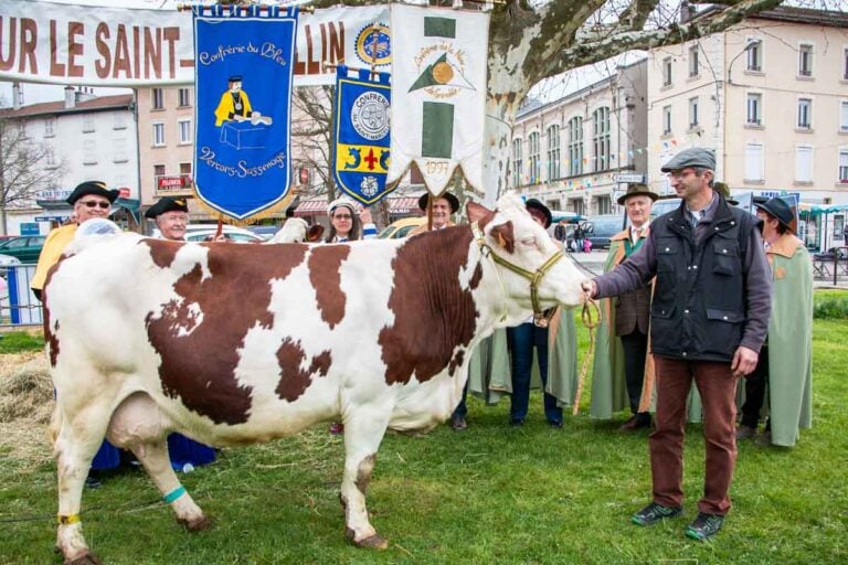 Saint-Marcellin Cow
