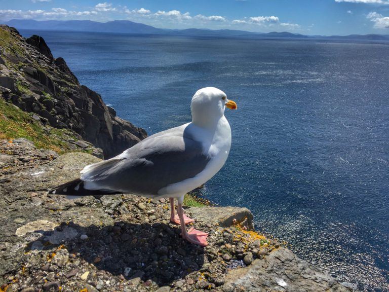 Bird in Dingle with View