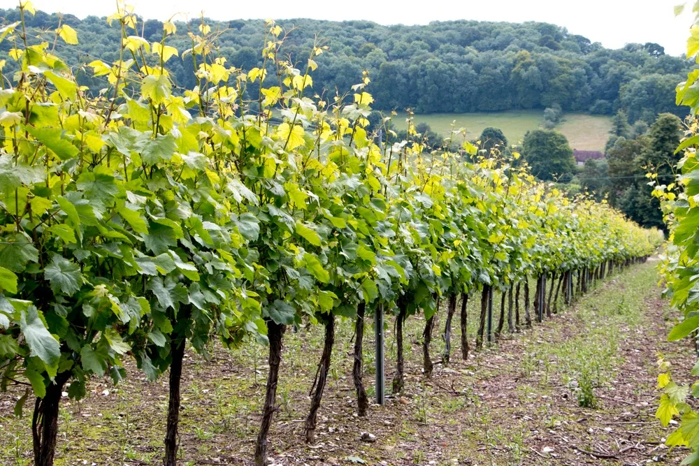 Vines at Hambledon Vineyard