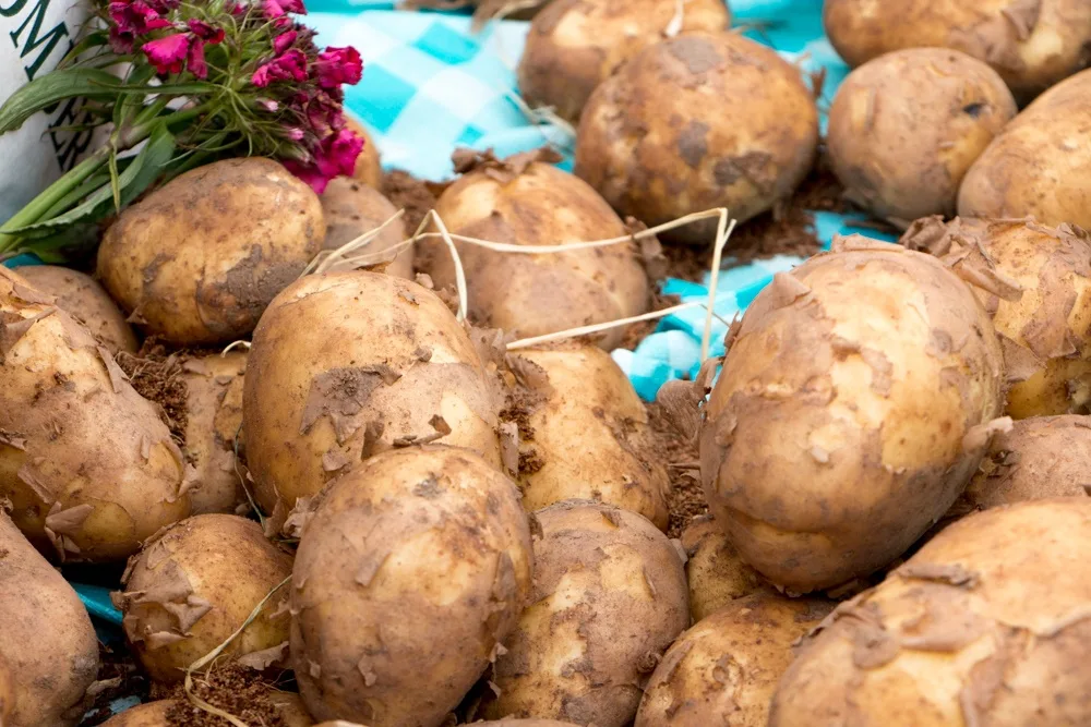 Comber Potato Festival in Belfast Northern Ireland