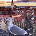 Pinterest image: image of Tallinn with caption reading '7 Fun Things to do in Tallinn'