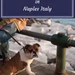 Pinterest image: image of dog with caption reading 'Pictures of Cats and Dogs Naples Italy'