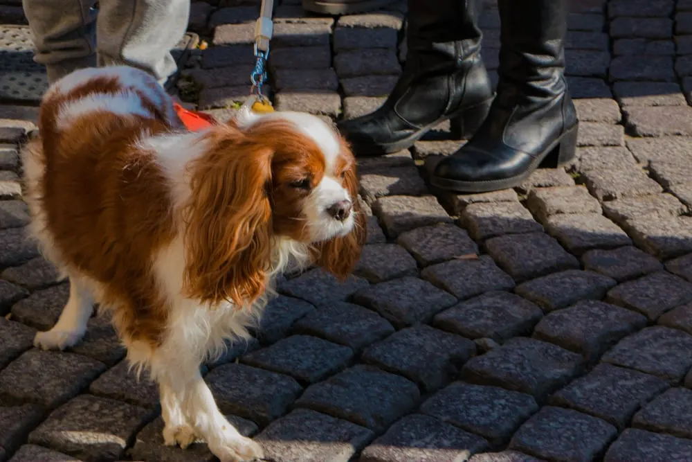 Stylish Puppy in Naples Italy