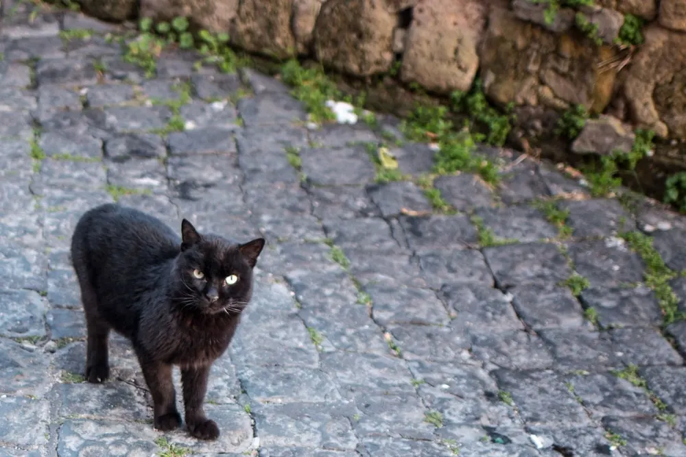 Black Cat in Naples Italy