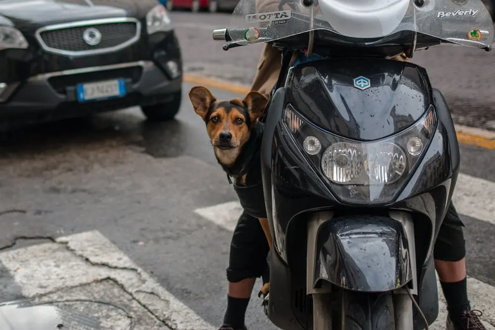 Dog on Vespa in Naples Italy
