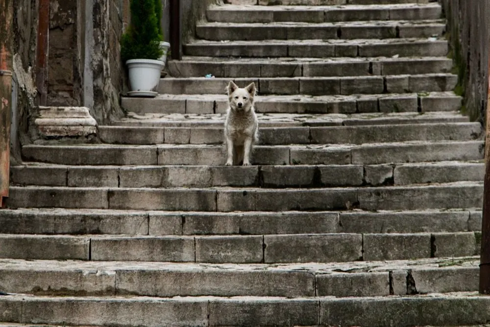 Dog on Stairs in Naples Italy