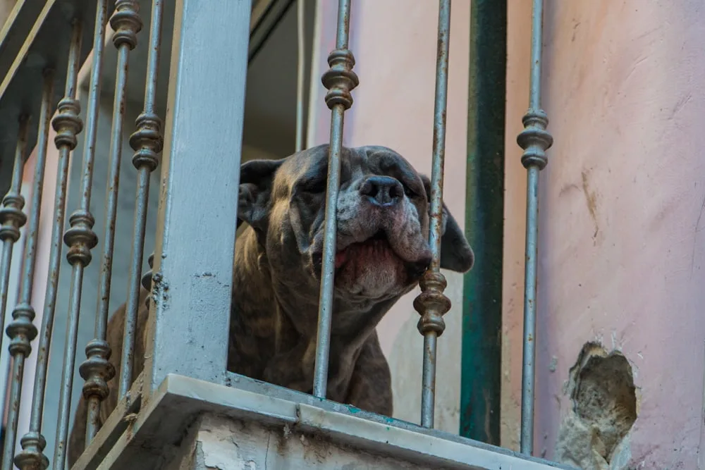 Dog on Balcony in Naples Italy