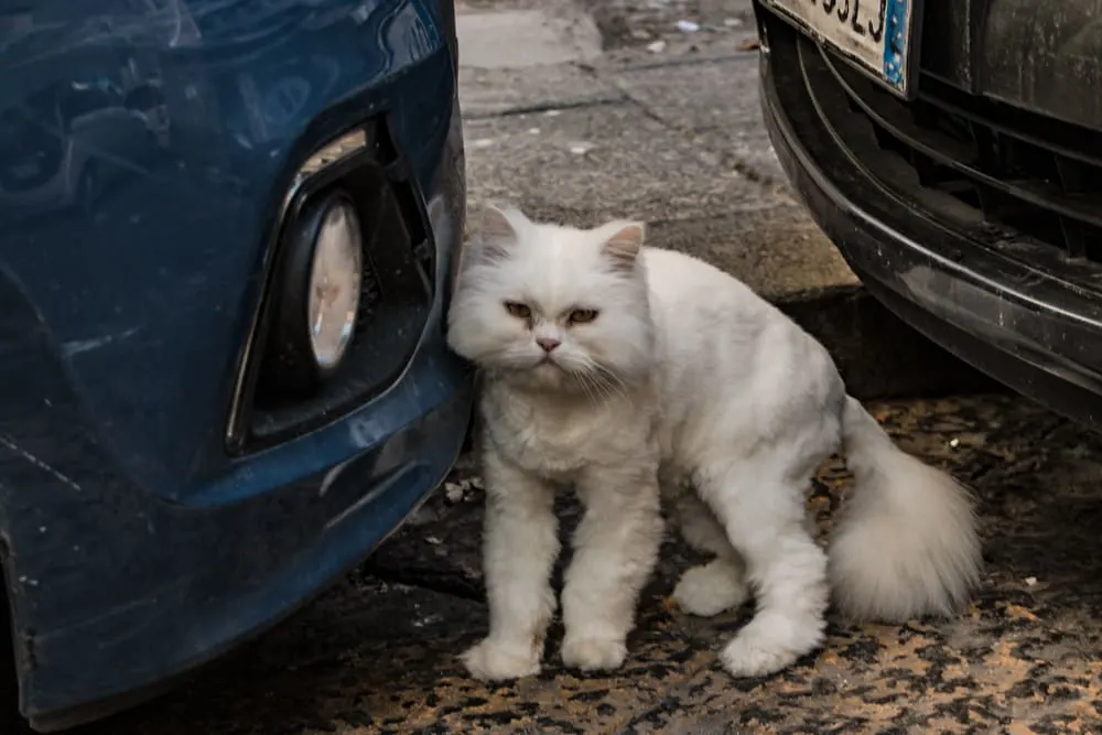 Cat Next to Car in Naples Italy