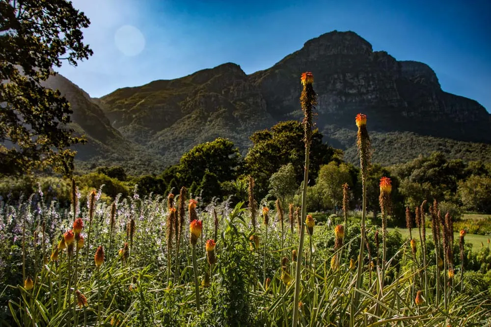 Kirstenbosch Gardens in Cape Town South Africa
