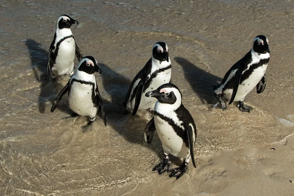 Simon's Town Penguins