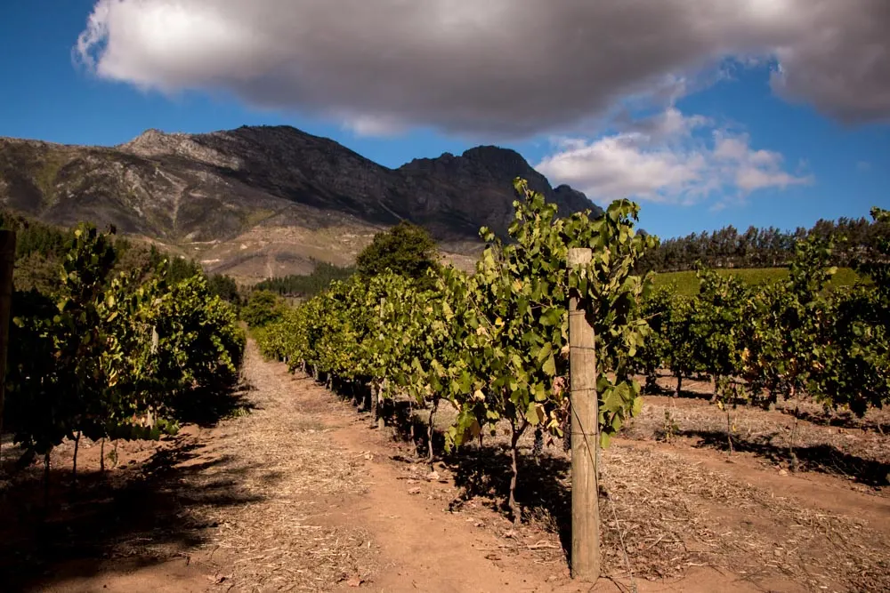 Stellenbosch Wine Route in Cape Town South Africa