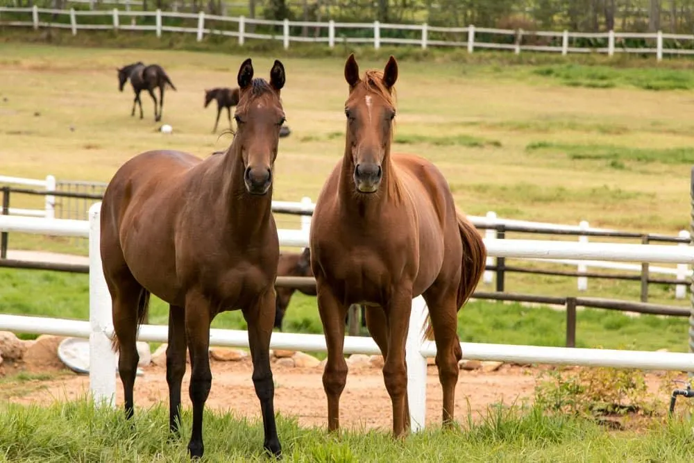Thoroughbred Horses at Avontuur Estate in Stellenbosch South Africa