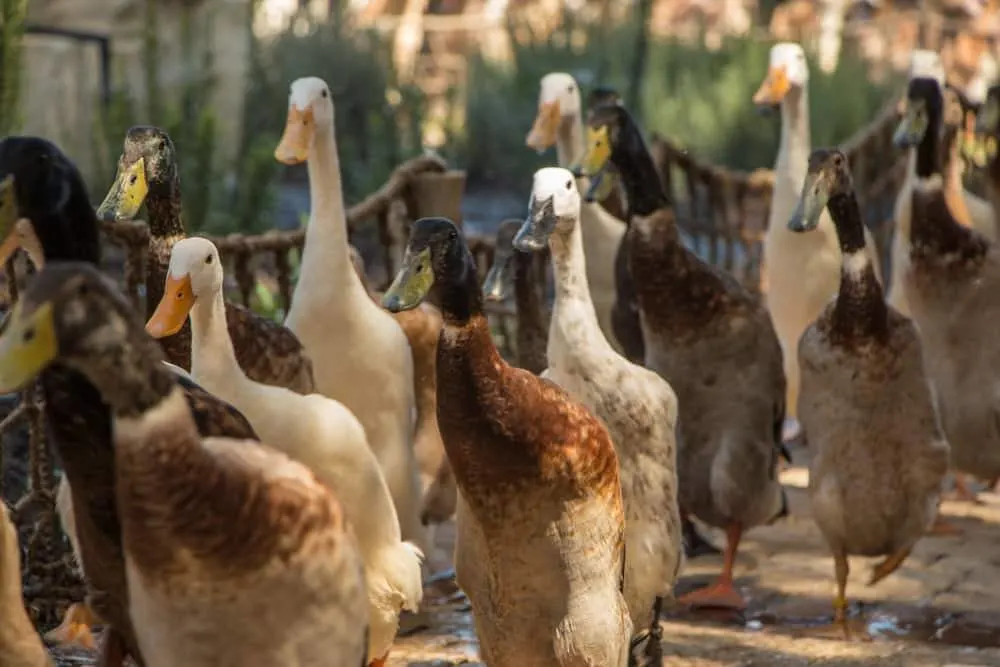 Duck Parade in Stellenbosch South Africa