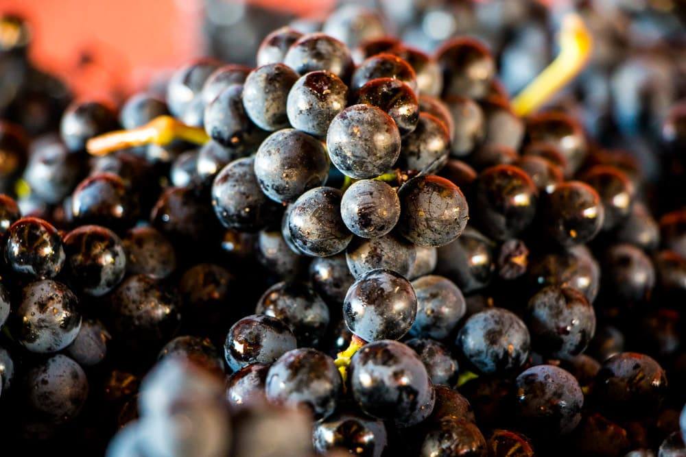 Glenelly Estate Grapes - Stellenbosch Wine Tasting