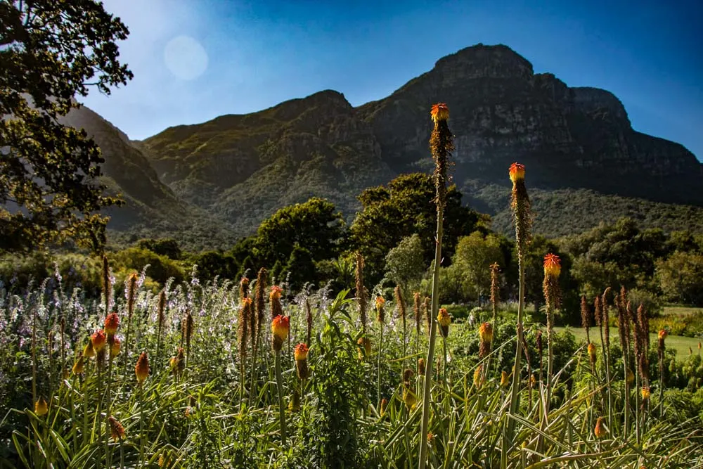 Kirstenbosch Botanical Garden in Cape Town South Africa