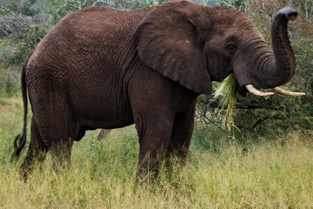 Elephant at Thanda Safari in South Africa