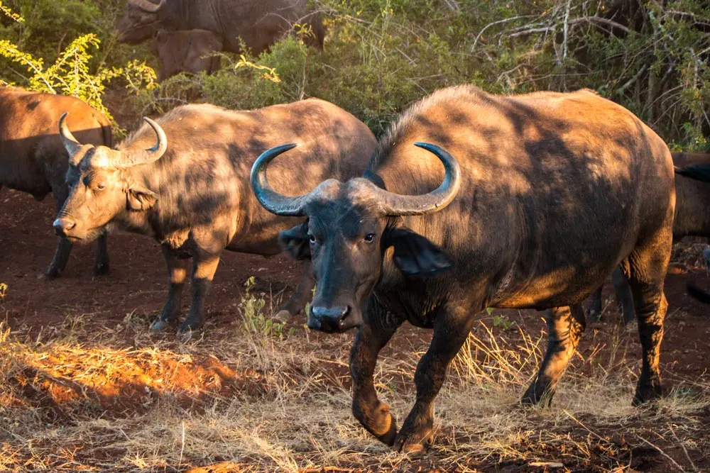 Cape Water Buffalo in South Africa