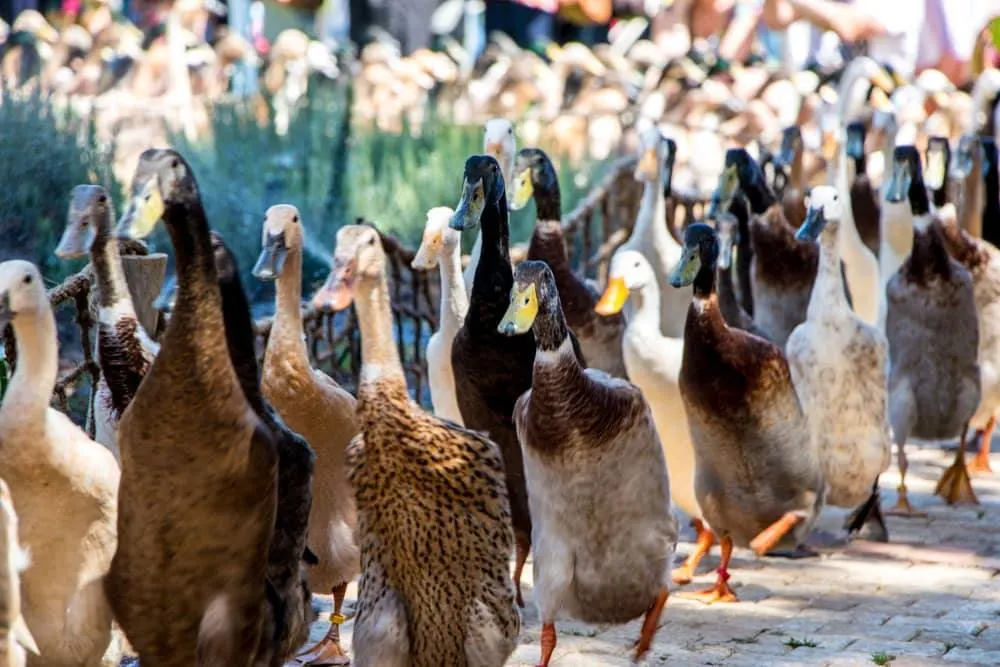Duck Parade at Vergenoegd Wine Estate in Stellenbosch South Africa