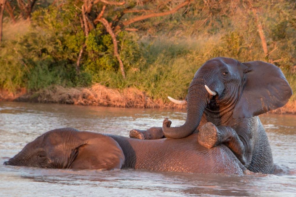 Bathing Elephants at Thanda Safari in South Africa