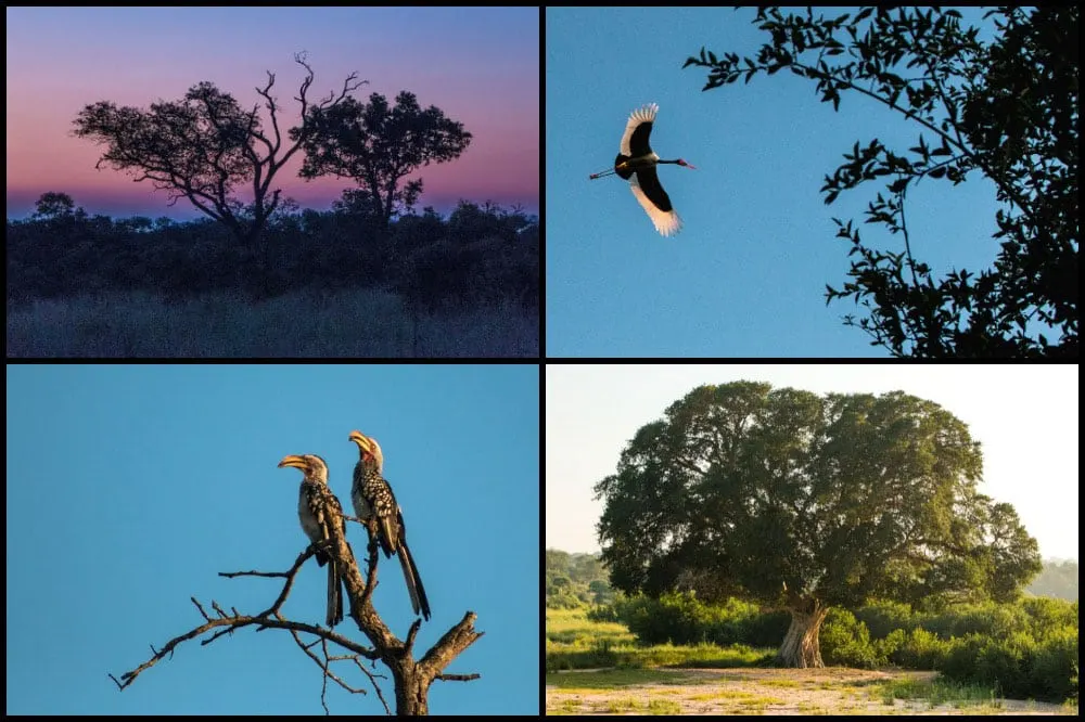 Birds and Scenery at Kirkman's Kamp in South Africa