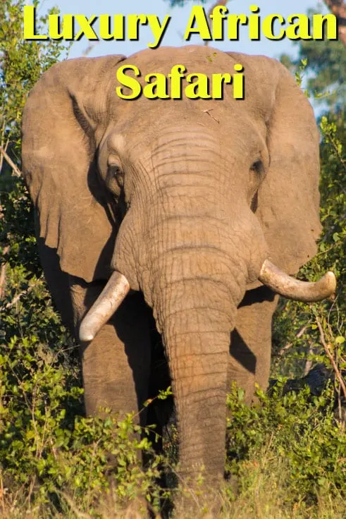 Pinterest image:images of elephan with caption reading 'Luxury African Safari'