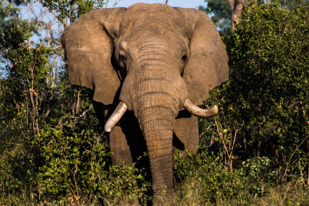 Elephant - Ultimate African Luxury Safari at Kirkman's Kamp
