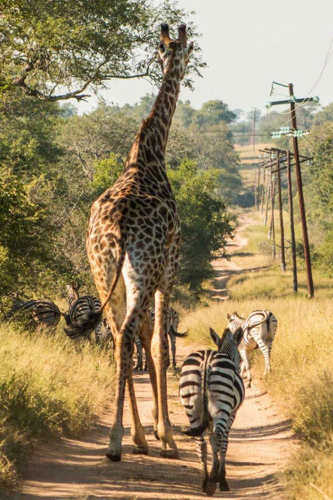 Fast Friends - Ultimate African Luxury Safari at Kirkman's Kamp