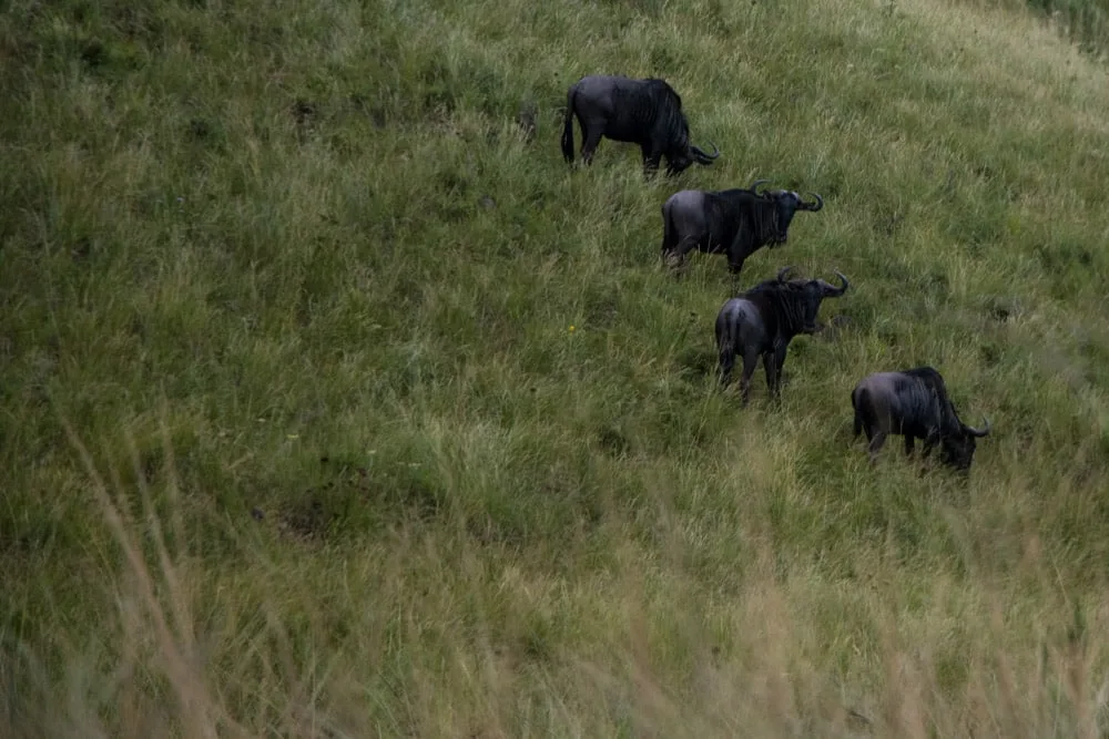 Four Wildebeest at Gwahumbe Game Lodge and Spa in South Africa