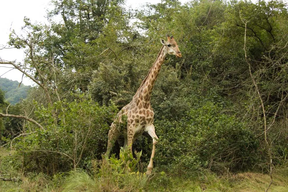 Giraffe at Gwahumbe Game Lodge and Spa in South Africa