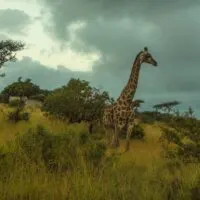 Giraffe at Thanda Safari in South Africa