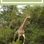 Pinterest image: image of a giraffe with caption ‘Gwahumbe Game Lodge & Spa’