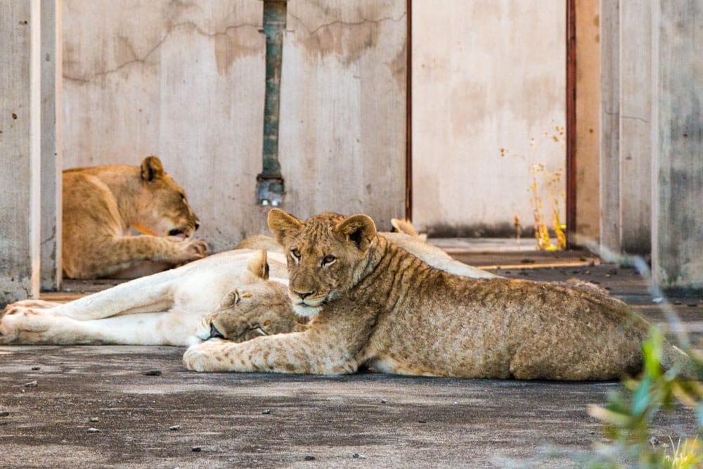 Lions at Thanda Safari in South Africa
