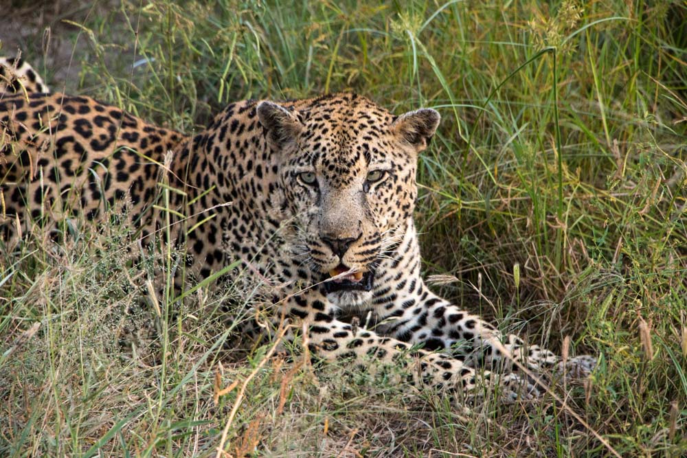 Male Leopard at Kirkman's Kamp in South Africa
