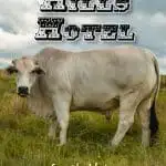 Pinterest image: image of cow with caption ‘Brahman Hills Hotel’